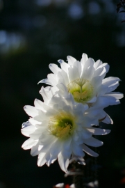cactus-flower
