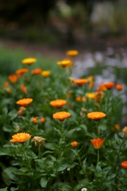 orange-petals