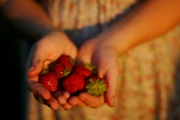 picking-strawberries