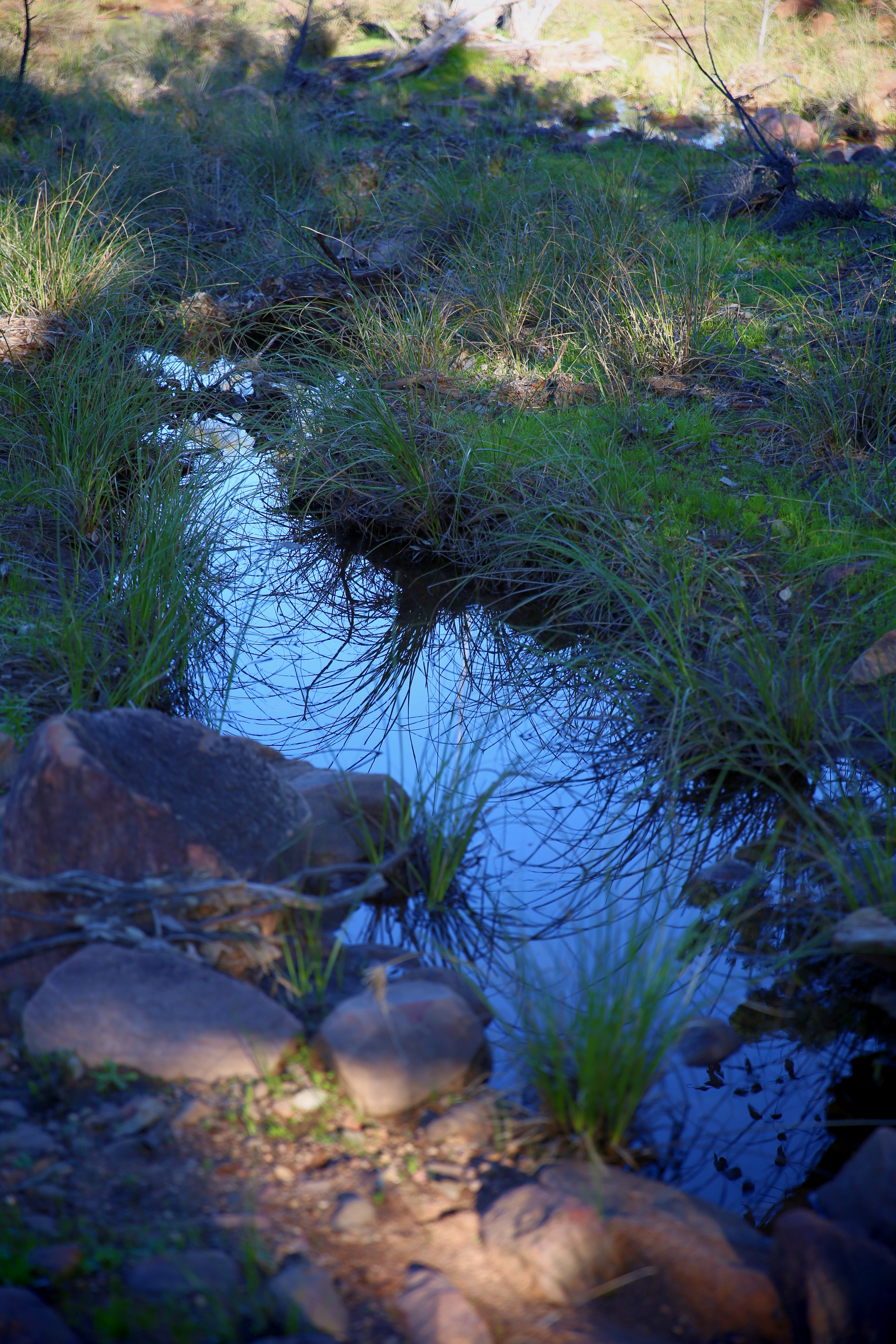 Creek 8