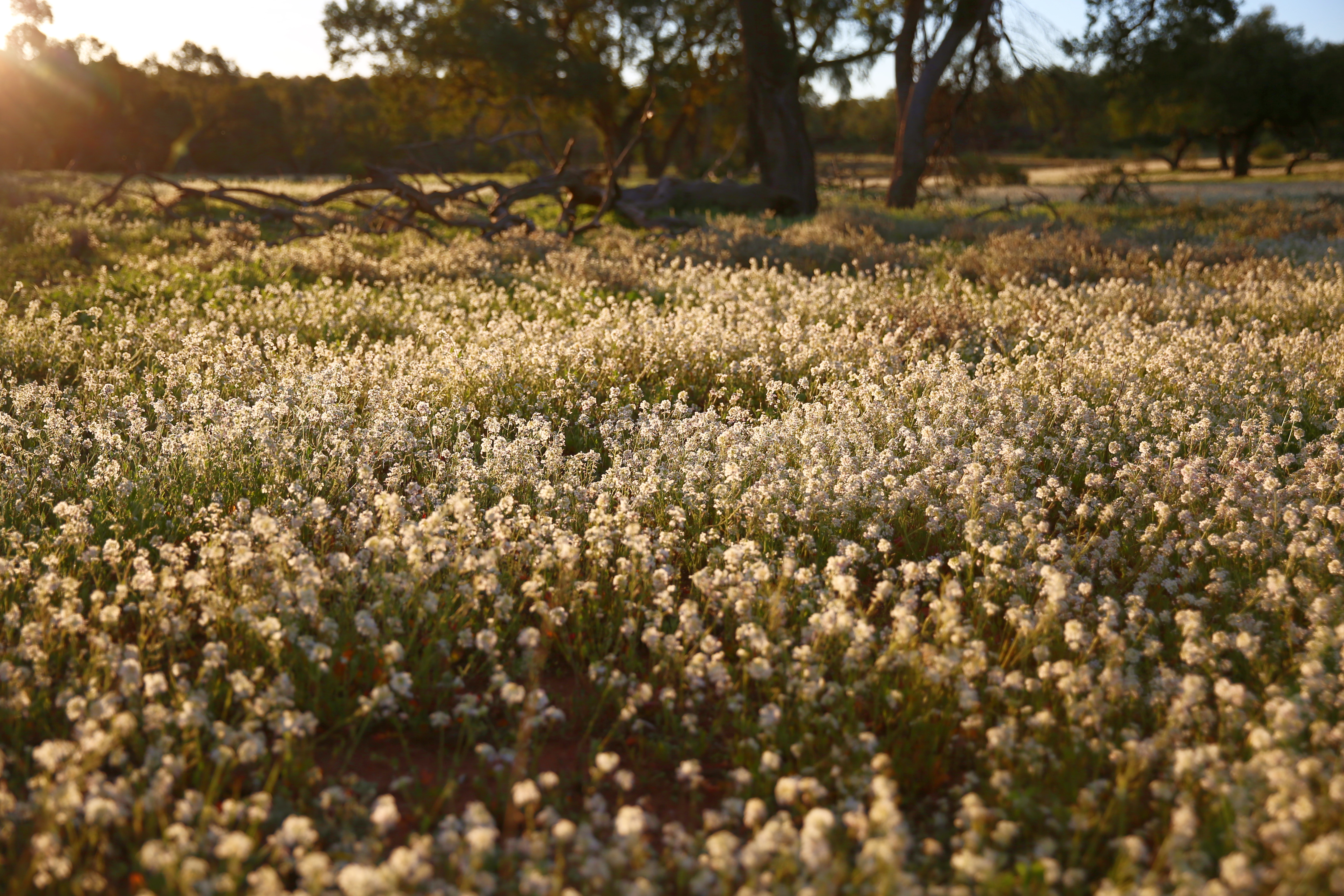 Flowers 11