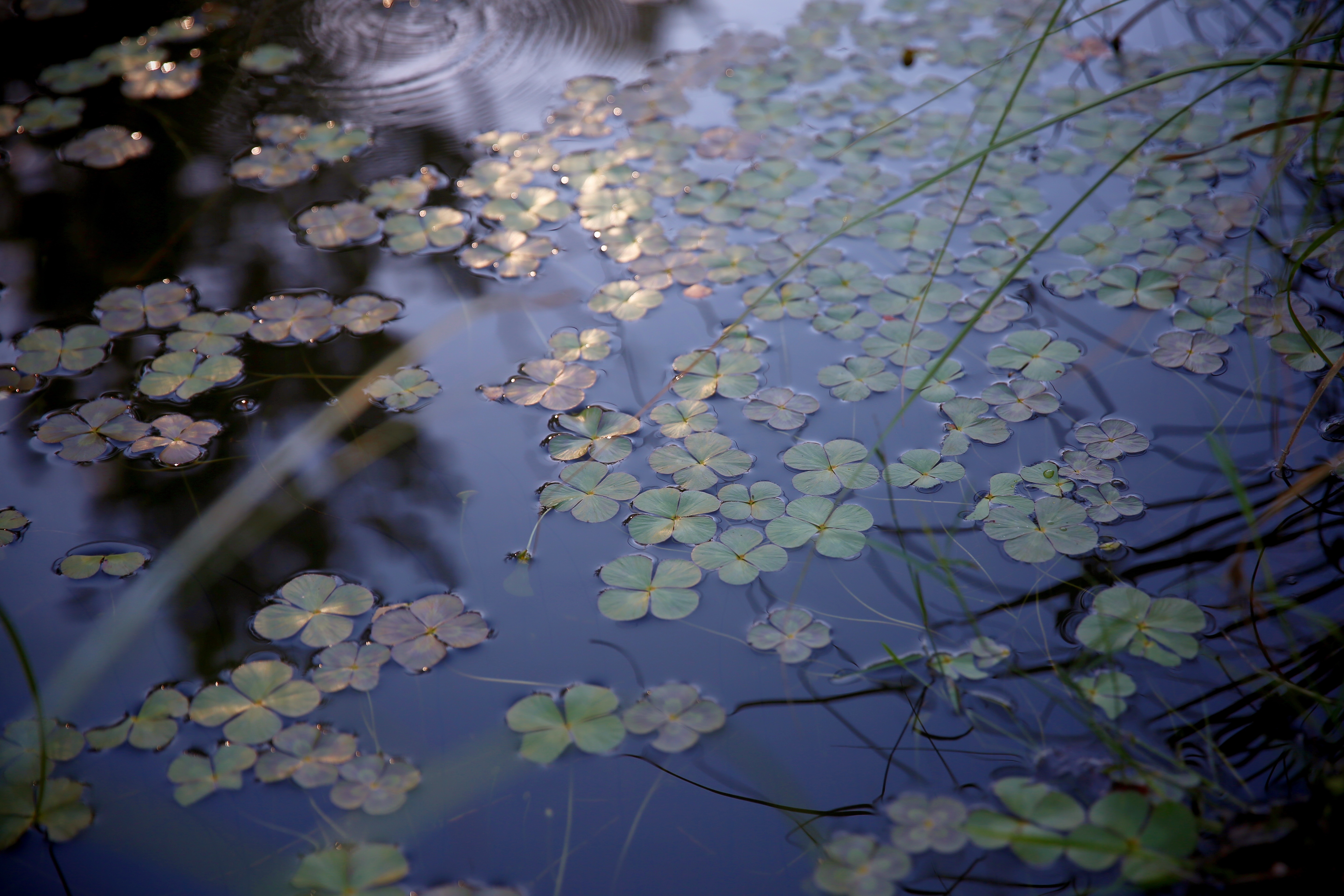 WaterLily 1