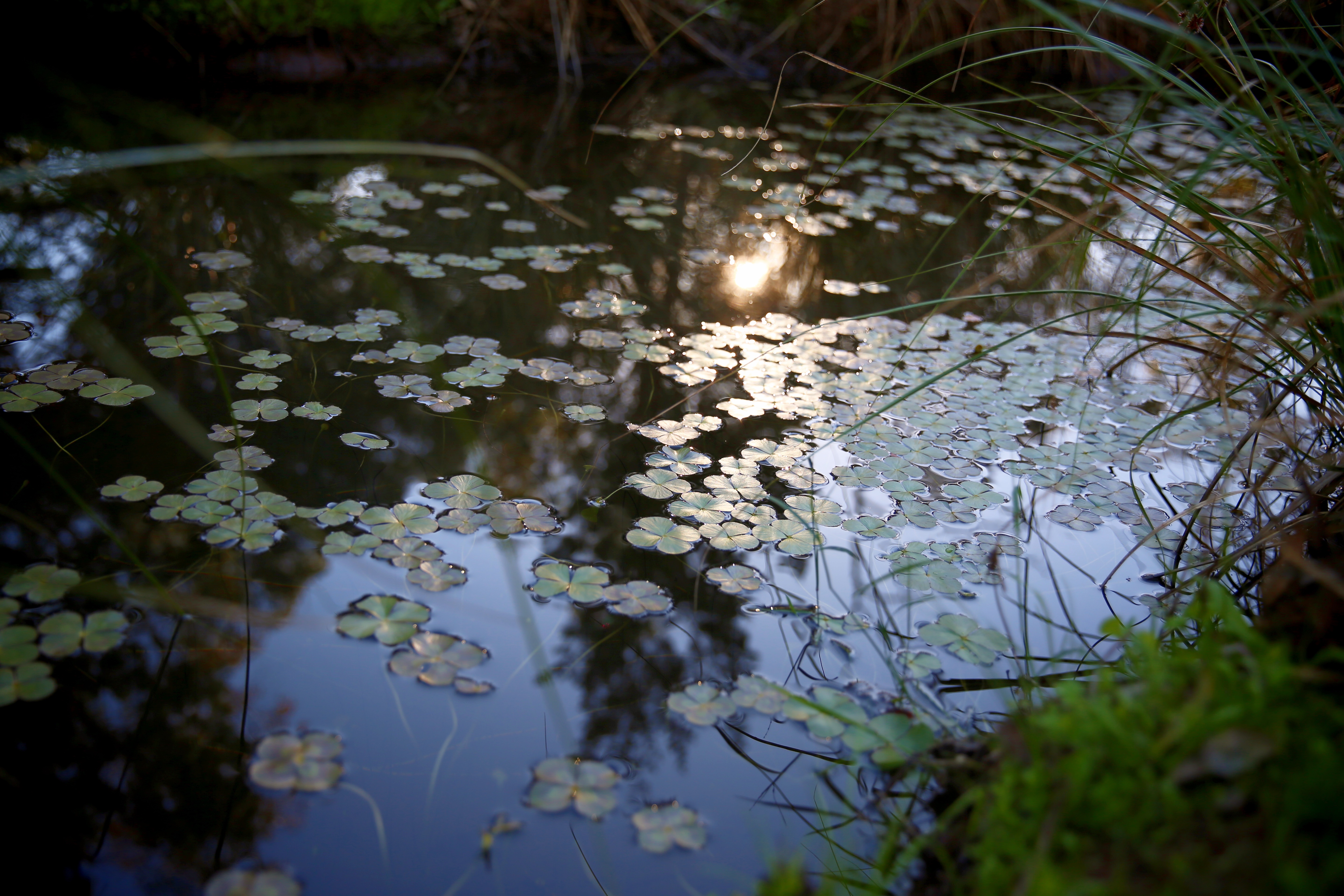 WaterLily 2