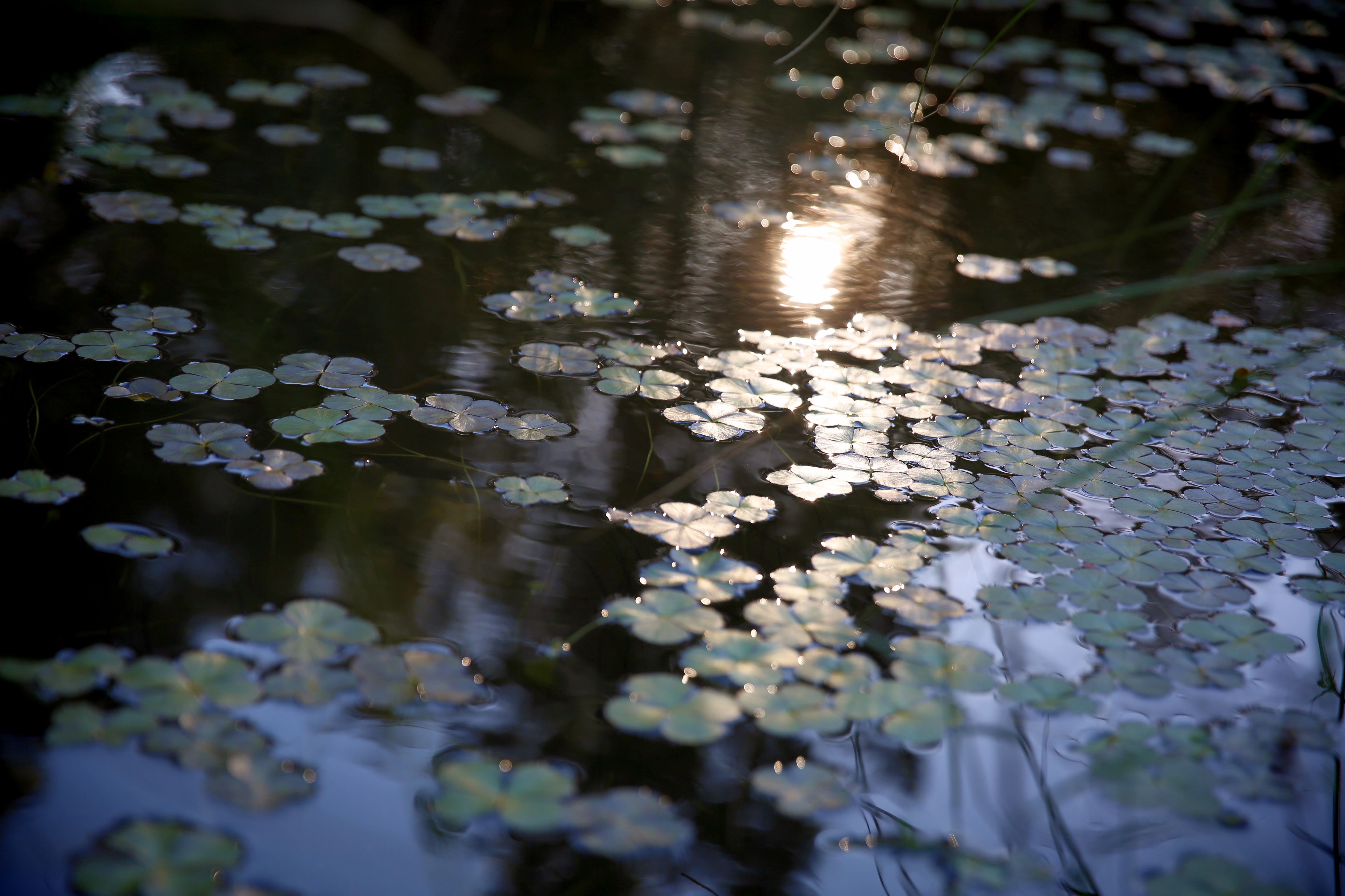 WaterLily
