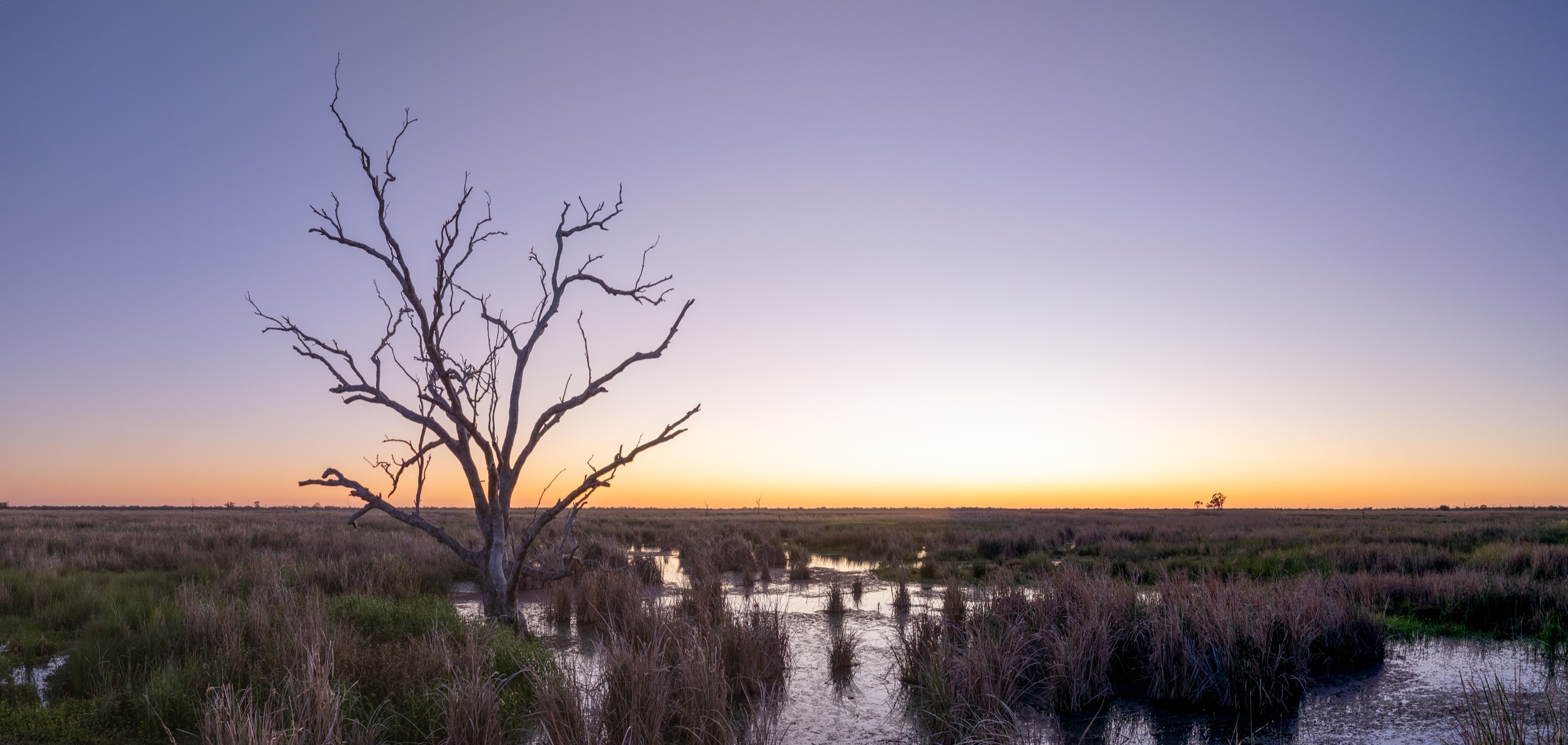 CH   Marshes II
