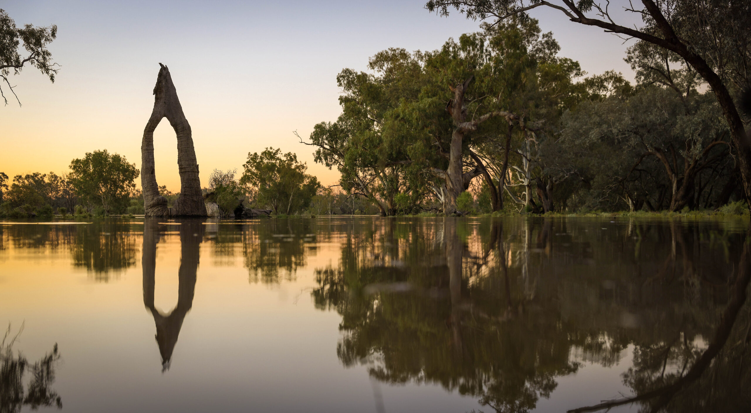 Canoe Tree on Flooded Darling