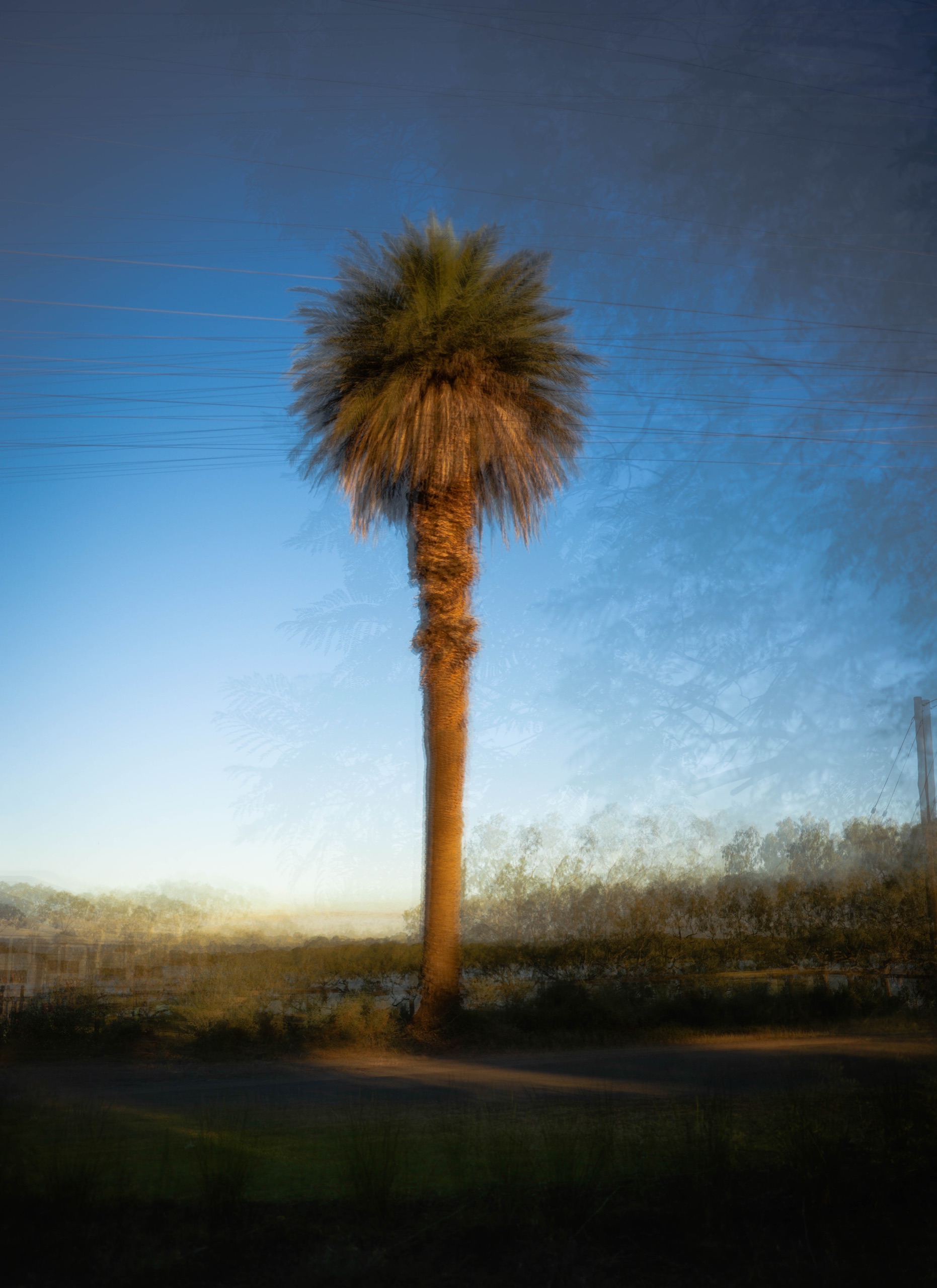 Cooke St Palm