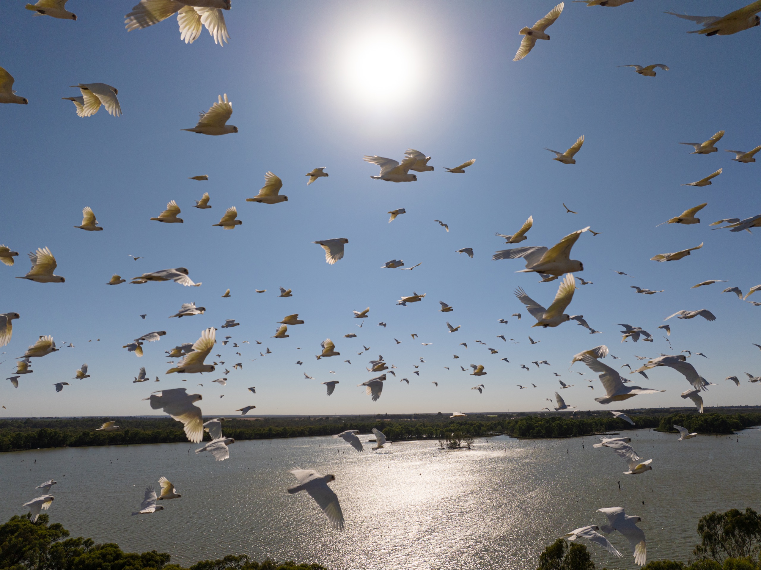 Corellas V