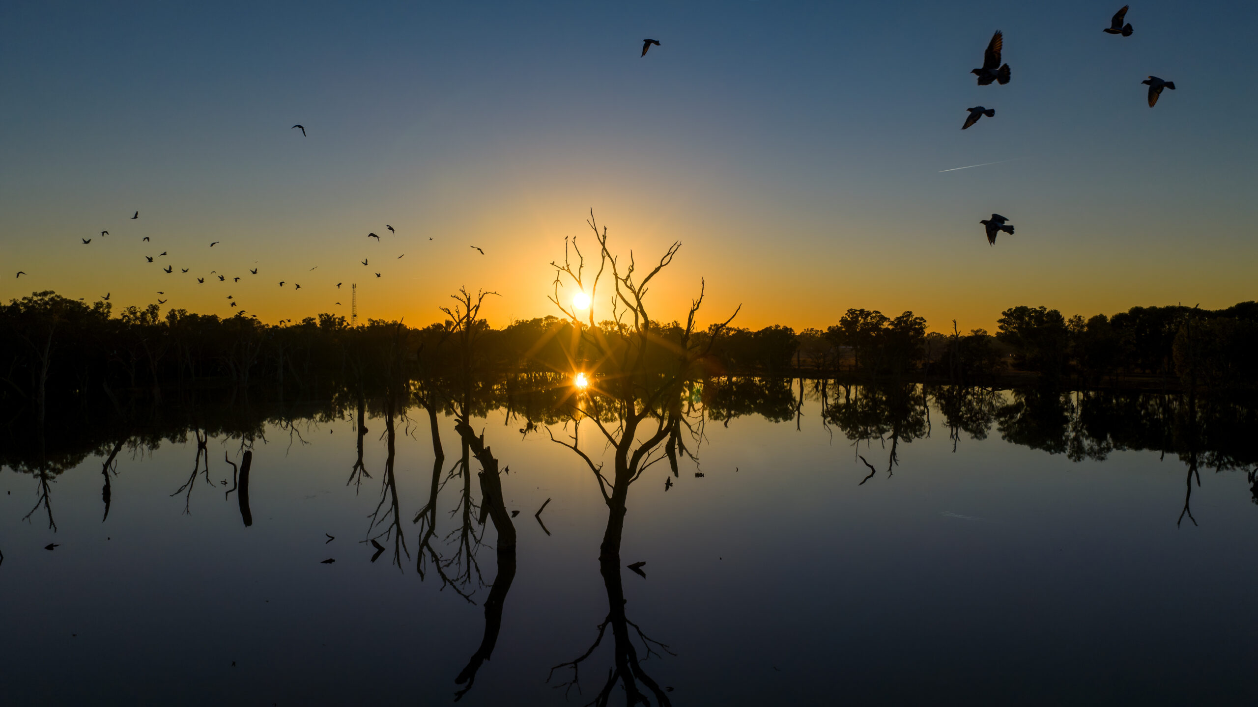 Gum Swamp Forbes BM 389