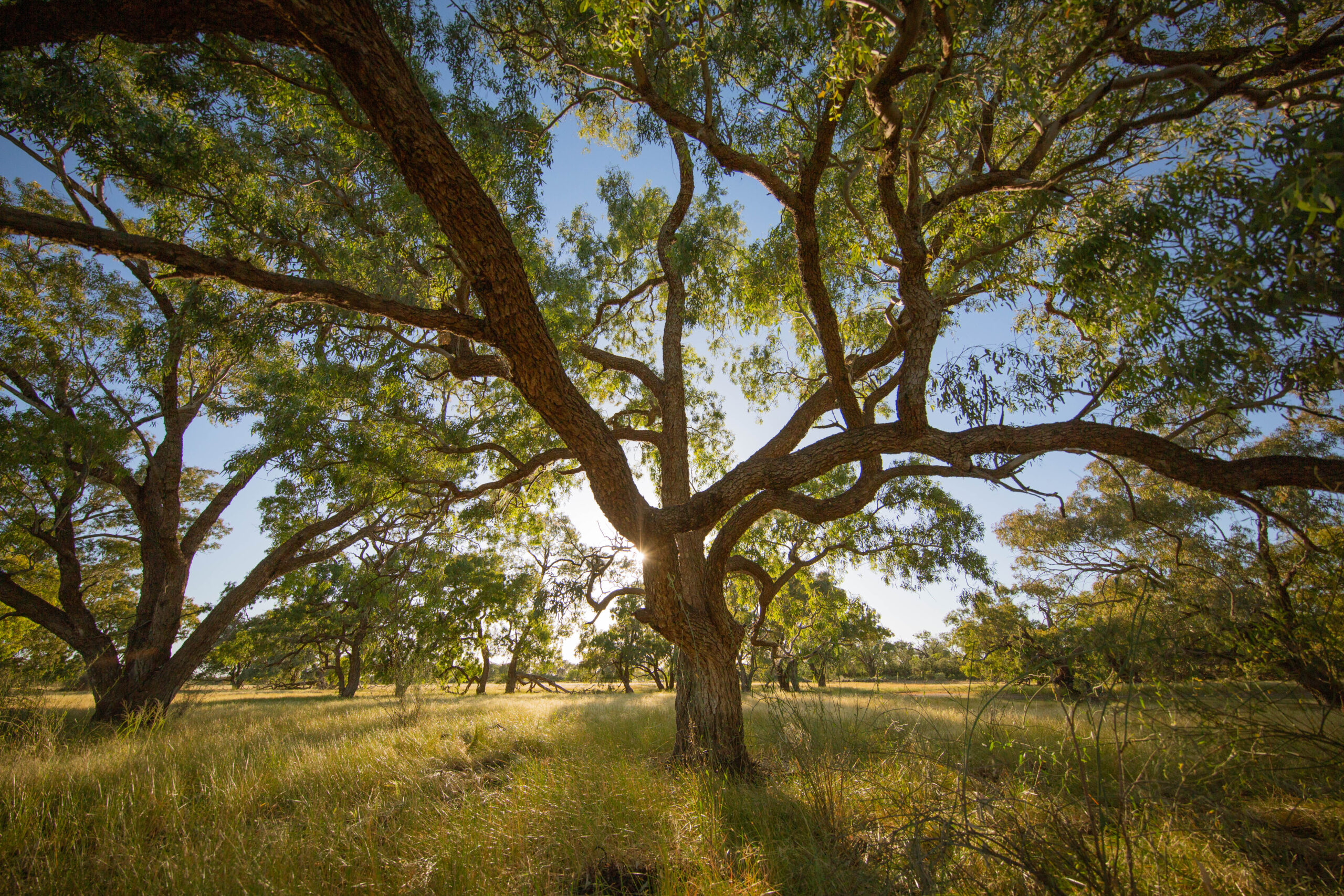 Warrego Wetland VI