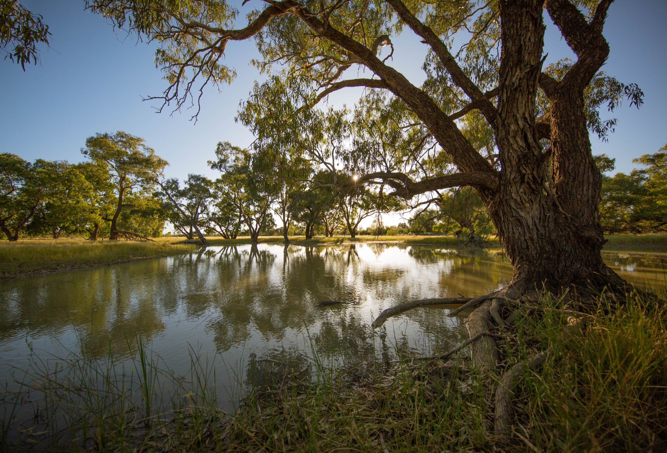 Warrego Wetland VII