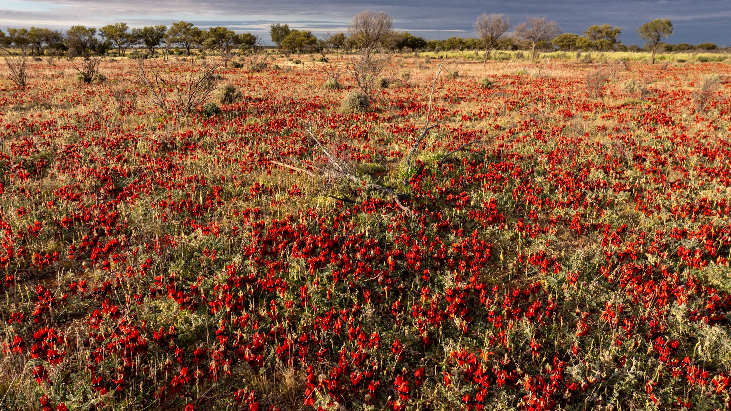 Wildflowers Pea CXIV