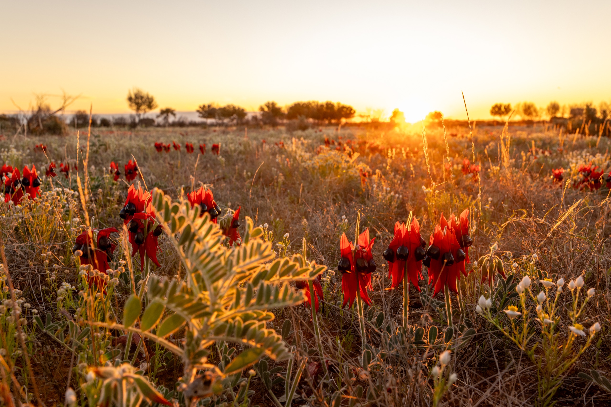 Wildflowers Pea LXI