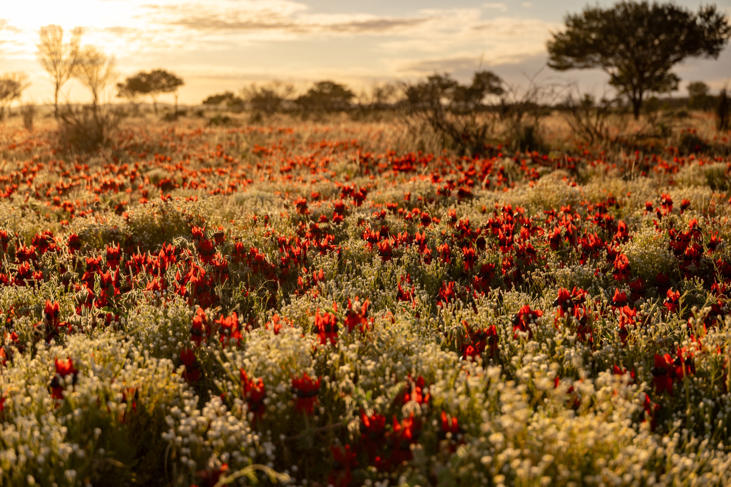 Wildflowers Pea LXXVII